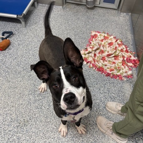 Nico, an adoptable Mixed Breed in Great Falls, MT, 59404 | Photo Image 2