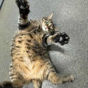 Nalah, Adult Female Domestic Short Hair