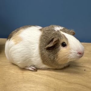 Im Cookie a 2 year old female American guinea pig who was surrendered by my family since they were