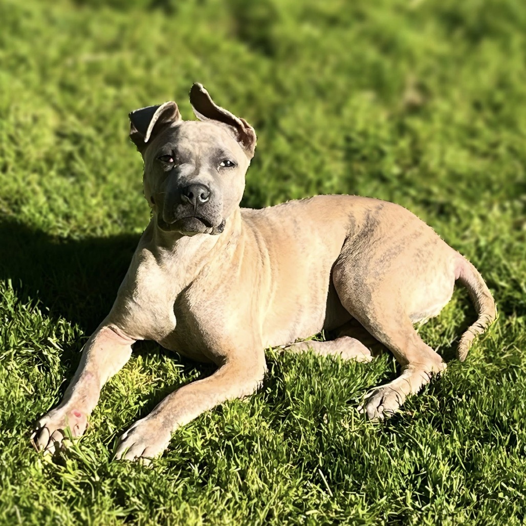 Alfie, an adoptable Pit Bull Terrier, Mixed Breed in Benton City, WA, 99320 | Photo Image 1