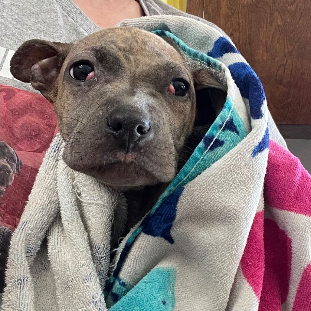 Alfie, an adoptable Pit Bull Terrier, Mixed Breed in Benton City, WA, 99320 | Photo Image 2