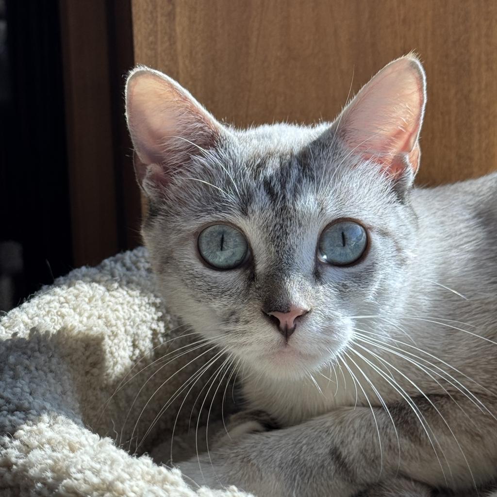 Saraphina