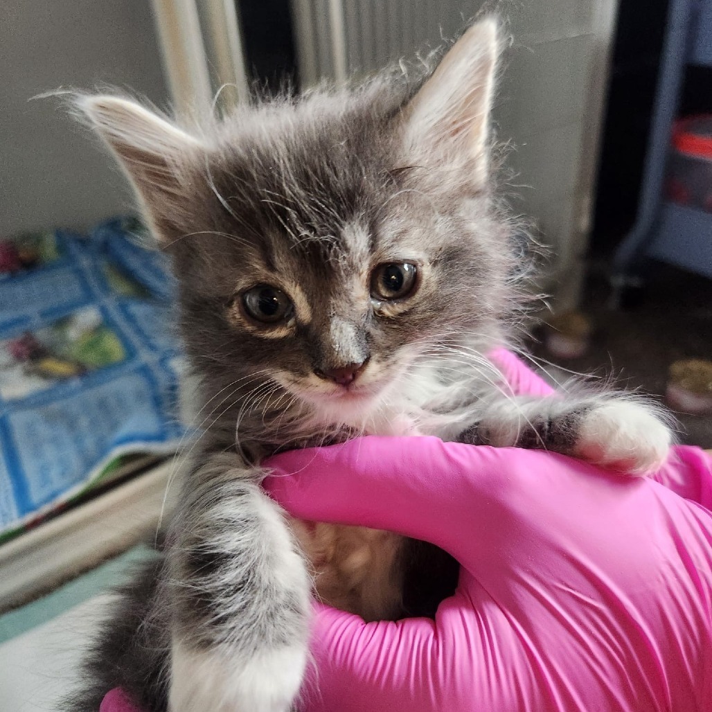ThunderBolt, an adoptable Domestic Long Hair in Talent, OR, 97540 | Photo Image 1