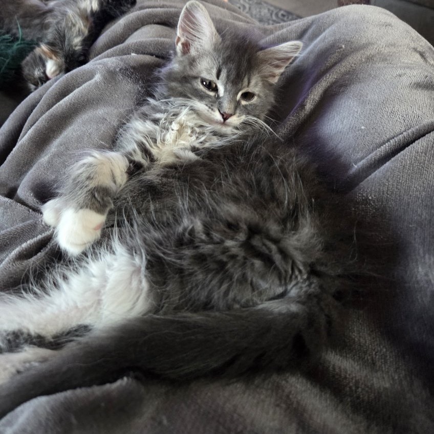 ThunderBolt, an adoptable Domestic Long Hair in Talent, OR, 97540 | Photo Image 2