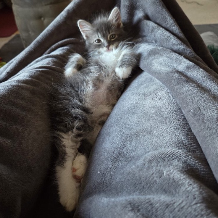 ThunderBolt, an adoptable Domestic Long Hair in Talent, OR, 97540 | Photo Image 3