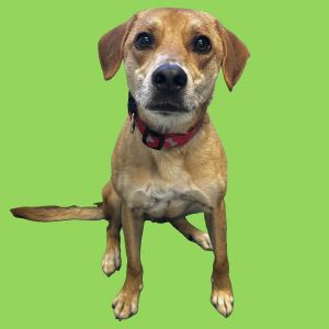 Indigo, Adult Male Mixed Breed