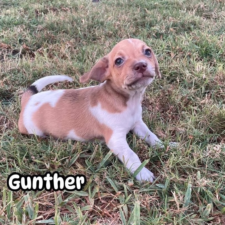 Gunther