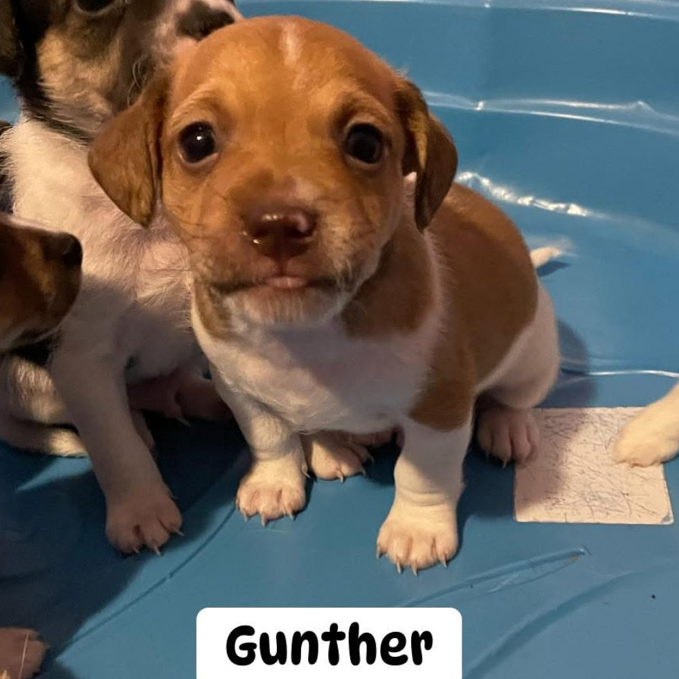 Gunther