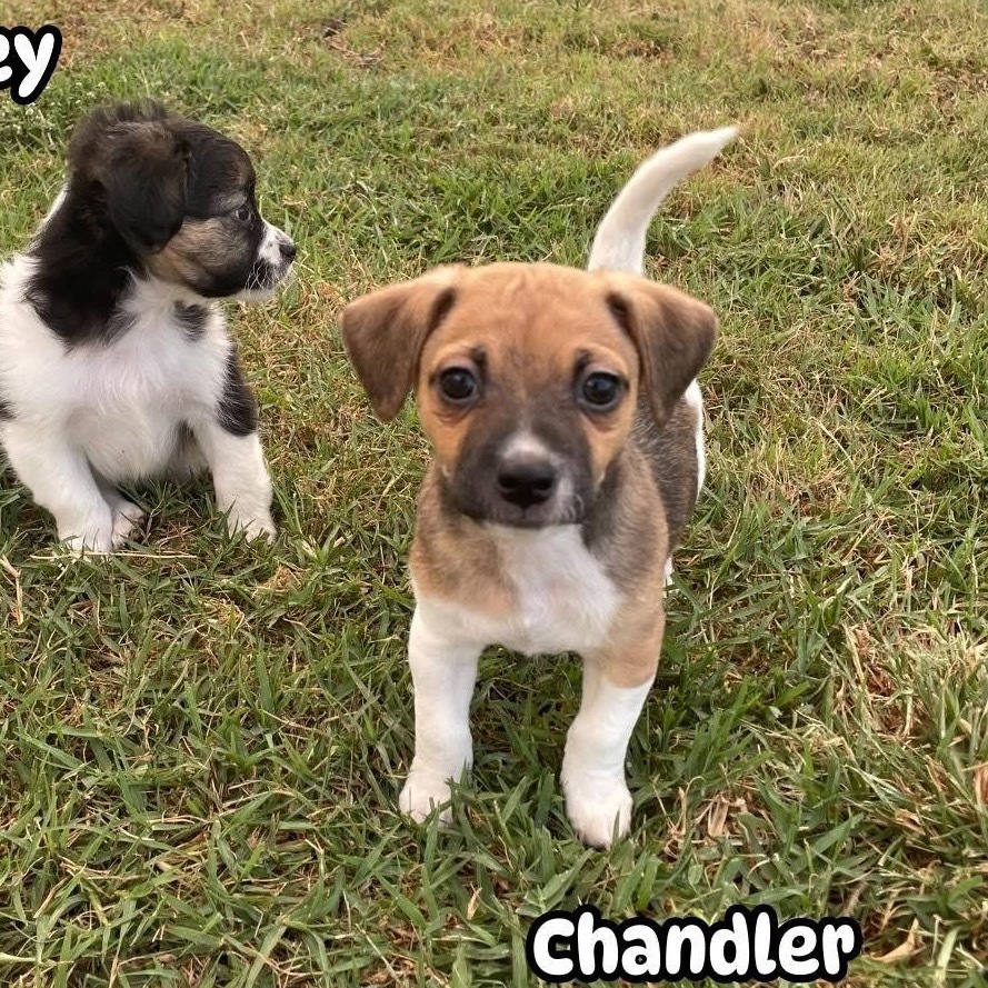 Chandler