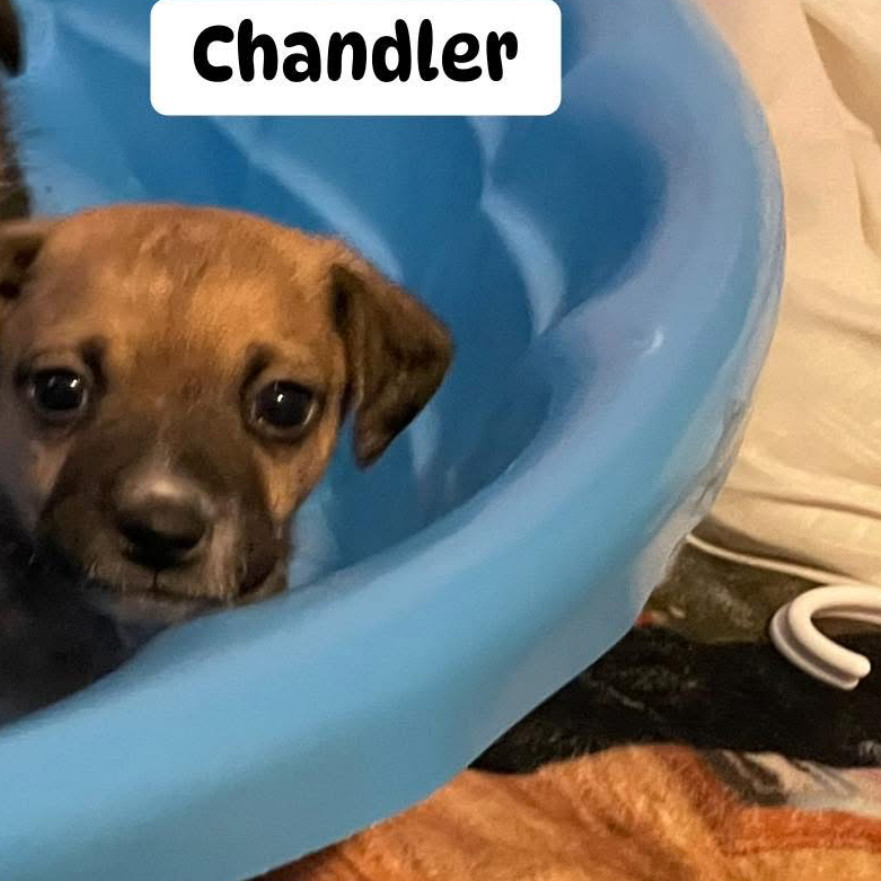 Chandler
