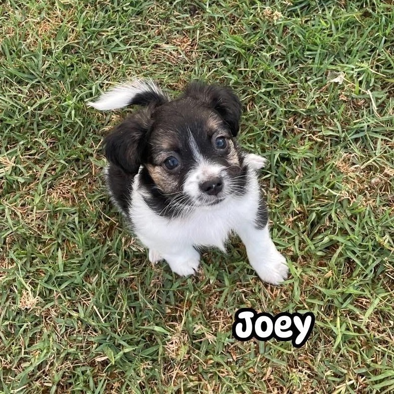 Joey
