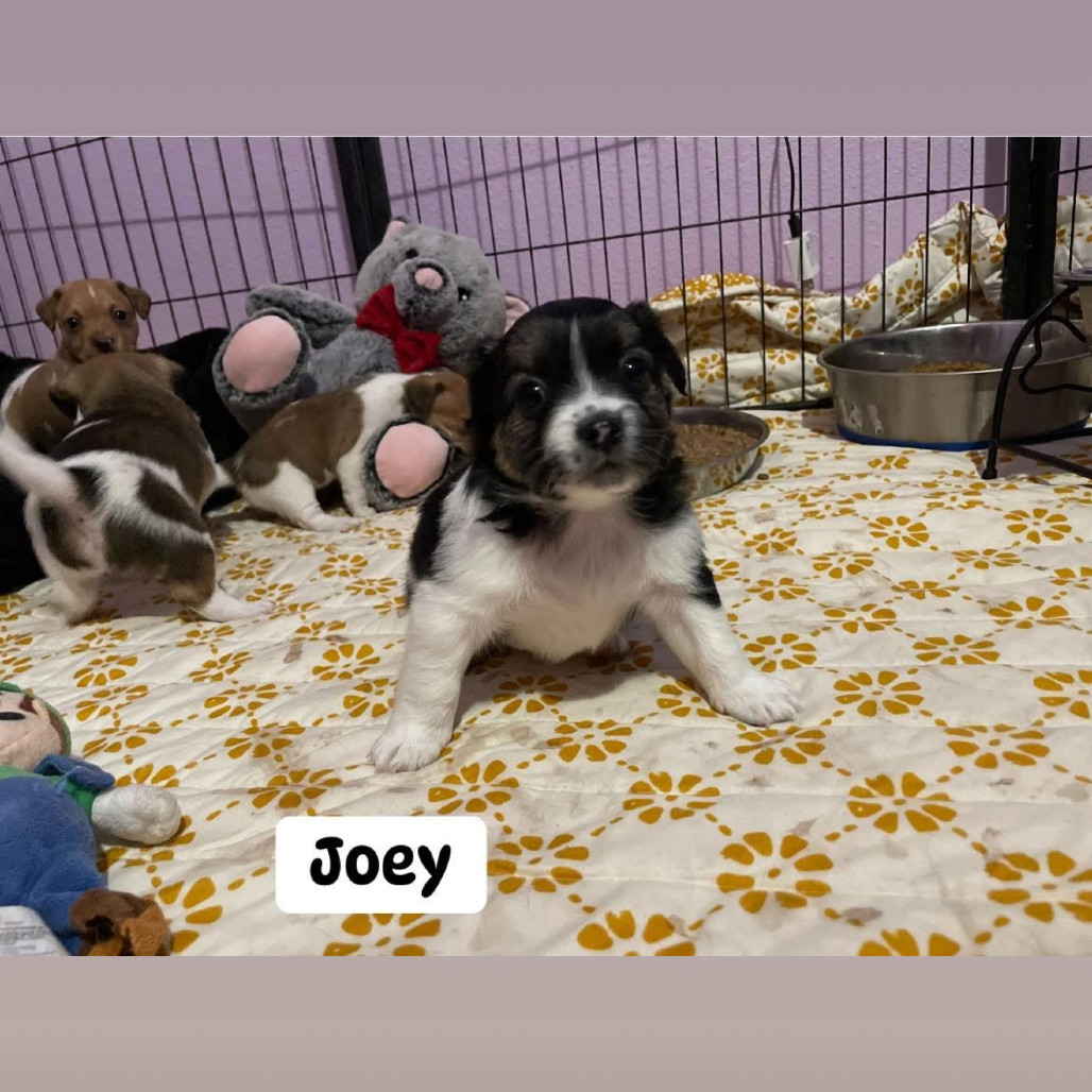 Joey