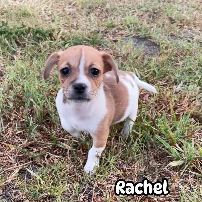 Rachel