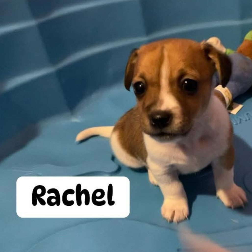 Rachel