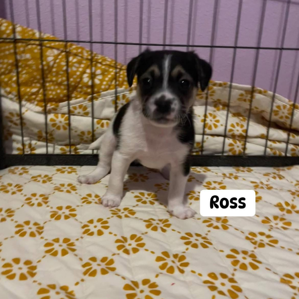 Ross