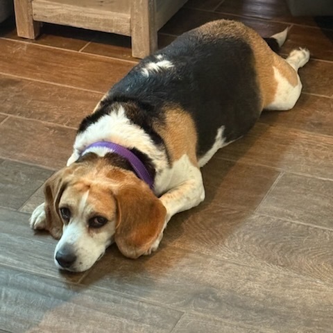 Bella 3