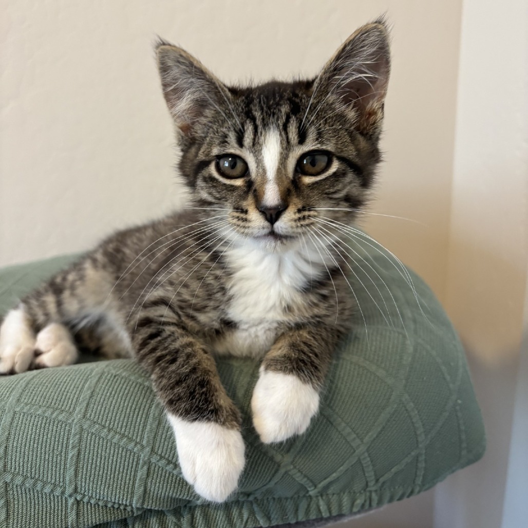 Lolly, an adoptable Domestic Short Hair in Ashland, OR, 97520 | Photo Image 1