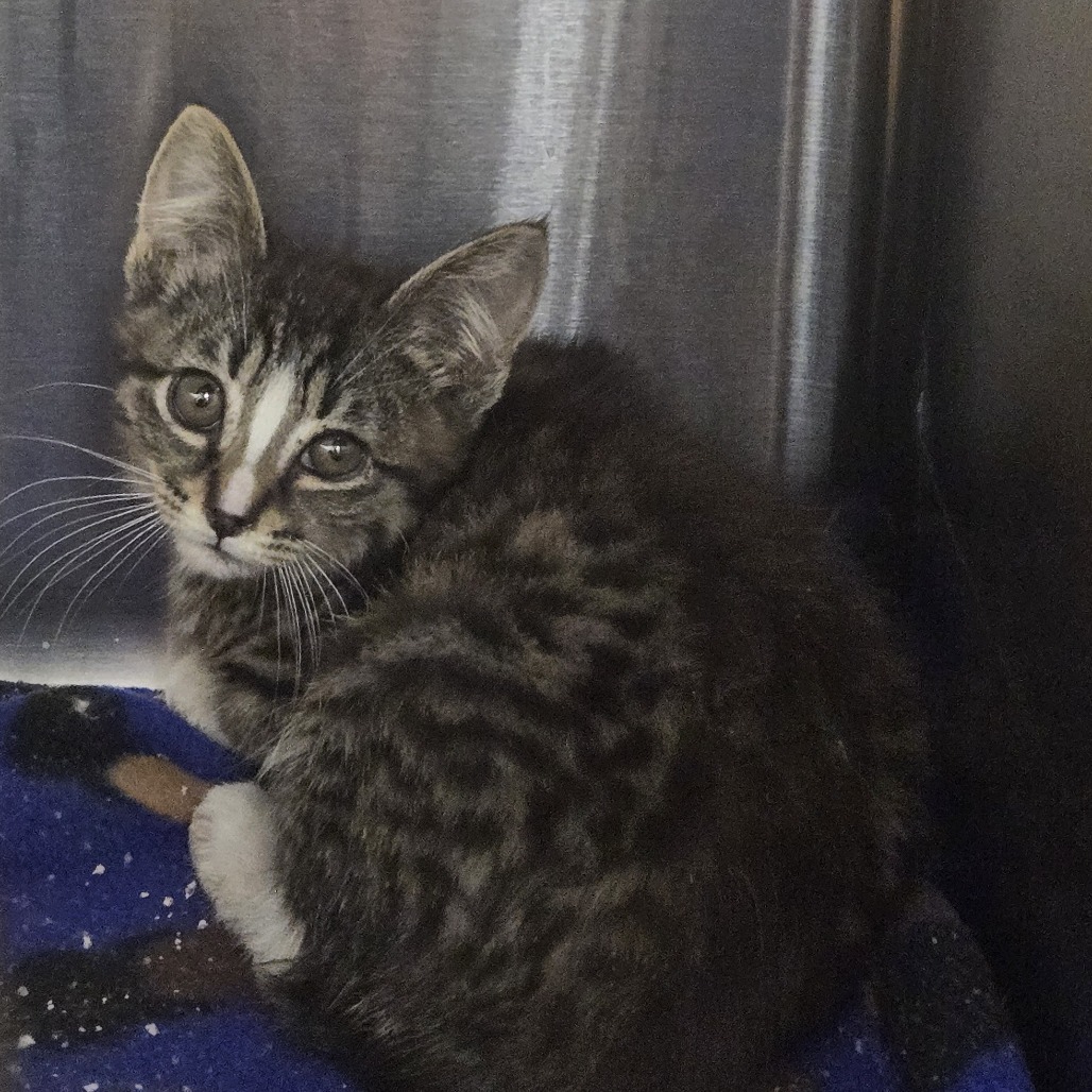 Lolly, an adoptable Domestic Short Hair in Ashland, OR, 97520 | Photo Image 2