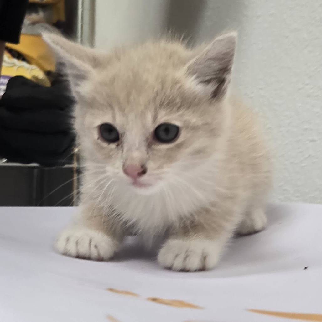 Gizmo, an adoptable Domestic Short Hair in Ashland, OR, 97520 | Photo Image 2