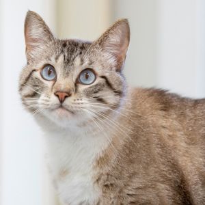 Renfield, Adult Male Domestic Long Hair