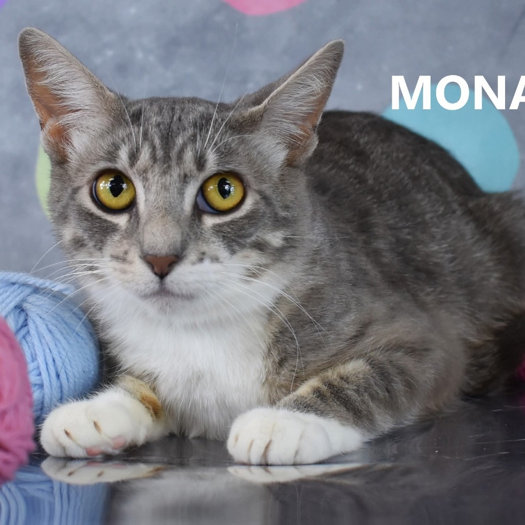 Mona, an adoptable Domestic Short Hair in Yuma, AZ, 85365 | Photo Image 1