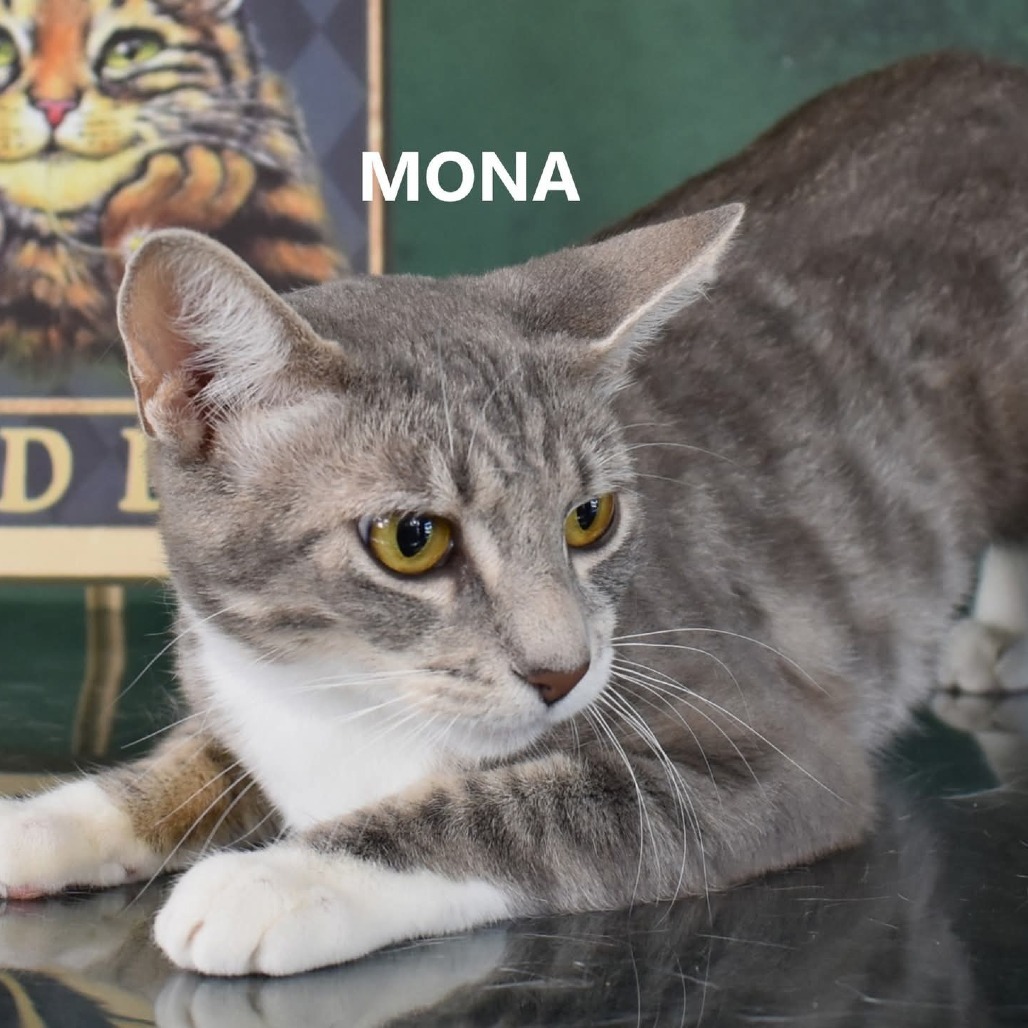 Mona, an adoptable Domestic Short Hair in Yuma, AZ, 85365 | Photo Image 1