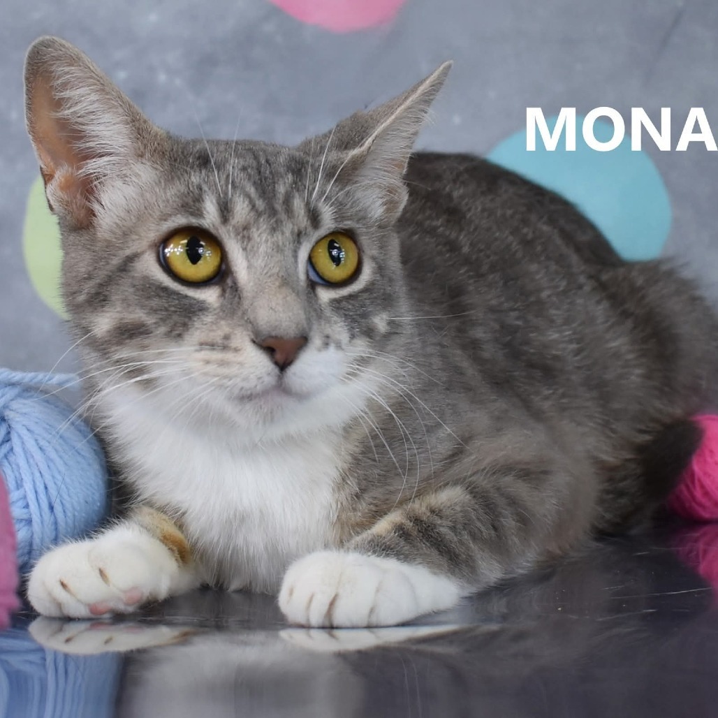 Mona, an adoptable Domestic Short Hair in Yuma, AZ, 85365 | Photo Image 2