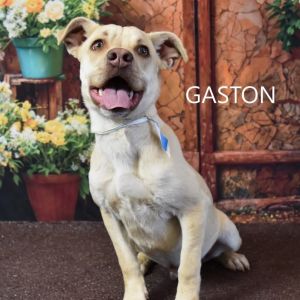Gaston, Young Male Mixed Breed