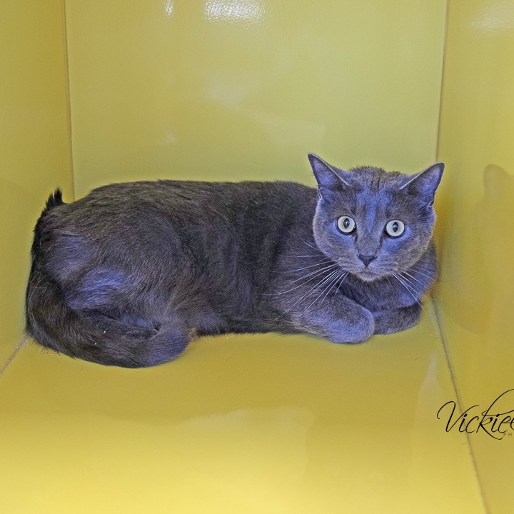 Apu, an adoptable Russian Blue in Abilene, TX, 79602 | Photo Image 1