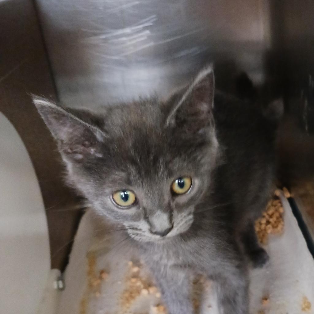 Apu, an adoptable Russian Blue in Abilene, TX, 79602 | Photo Image 2
