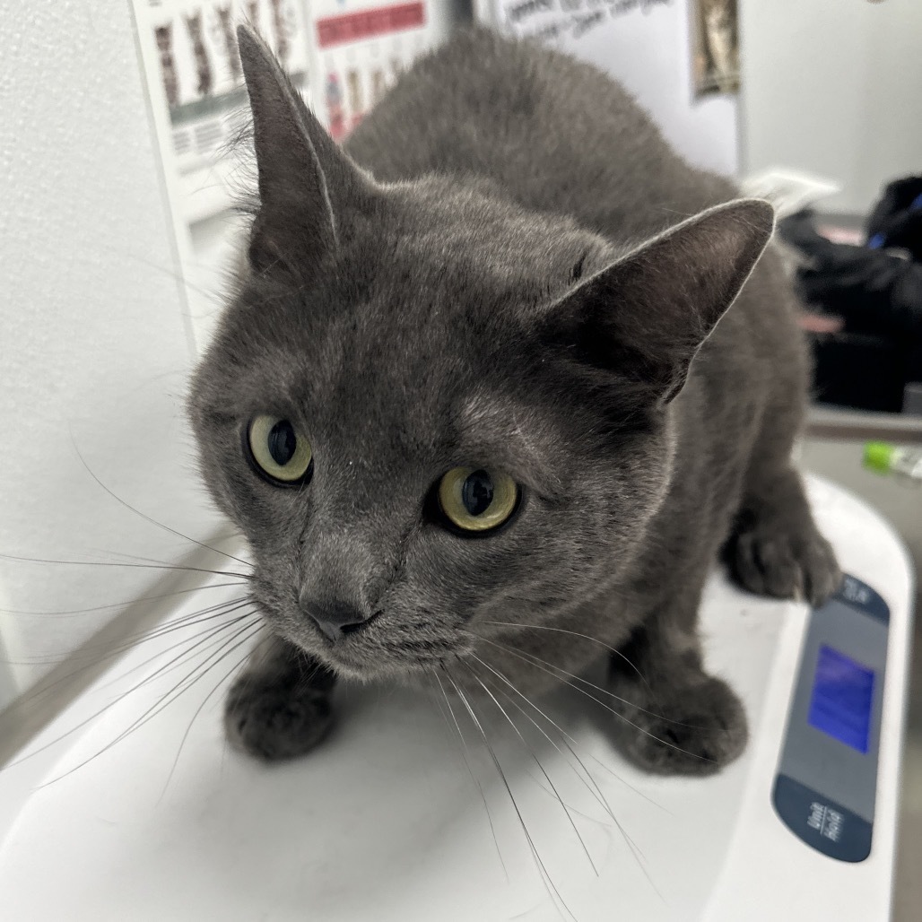 Apu, an adoptable Russian Blue in Abilene, TX, 79602 | Photo Image 3