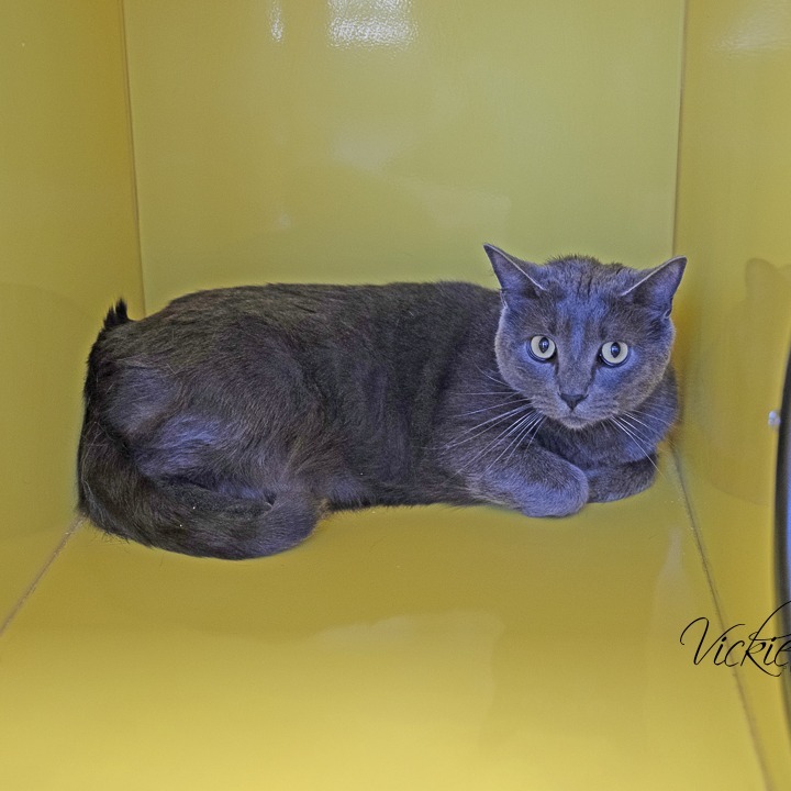 Apu, an adoptable Russian Blue in Abilene, TX, 79602 | Photo Image 4