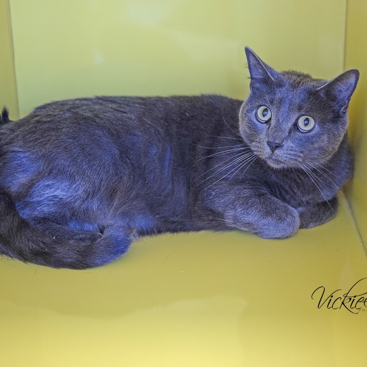 Apu, an adoptable Russian Blue in Abilene, TX, 79602 | Photo Image 5