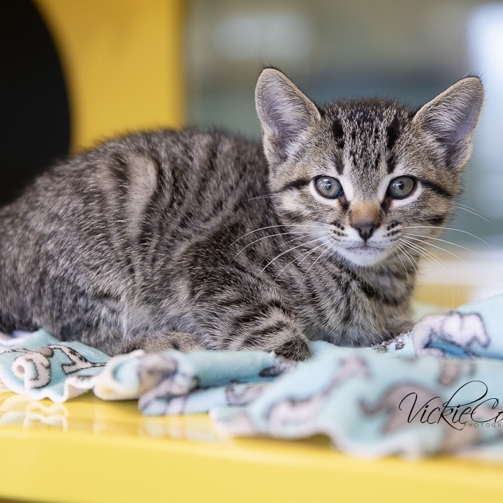 Sombrero, an adoptable Domestic Short Hair in Abilene, TX, 79602 | Photo Image 1