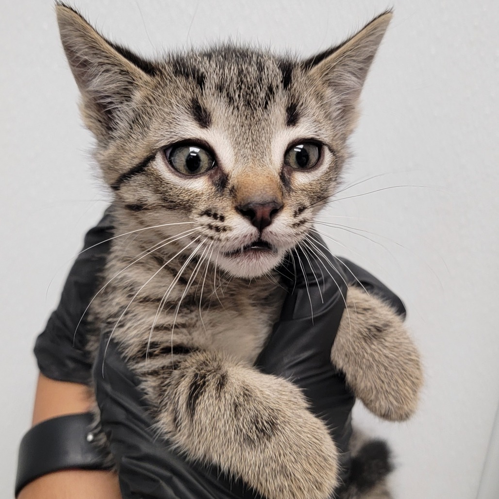 Sombrero, an adoptable Domestic Short Hair in Abilene, TX, 79602 | Photo Image 2