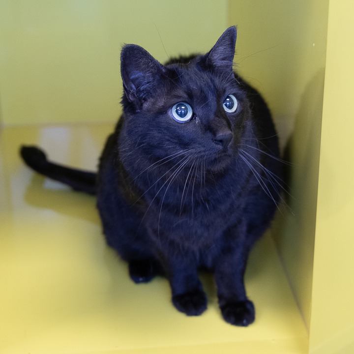 Tasi, an adoptable Domestic Short Hair in Abilene, TX, 79602 | Photo Image 1
