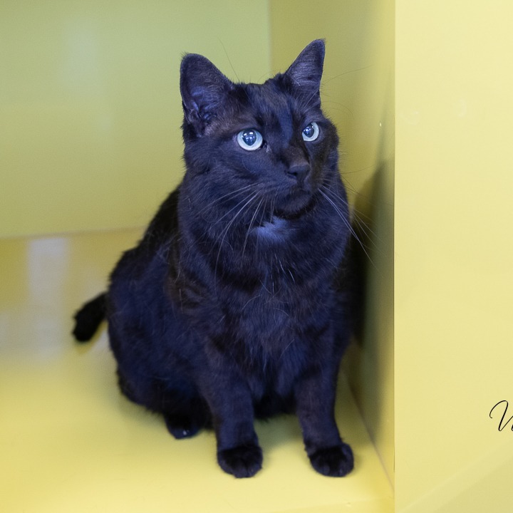 Tasi, an adoptable Domestic Short Hair in Abilene, TX, 79602 | Photo Image 2