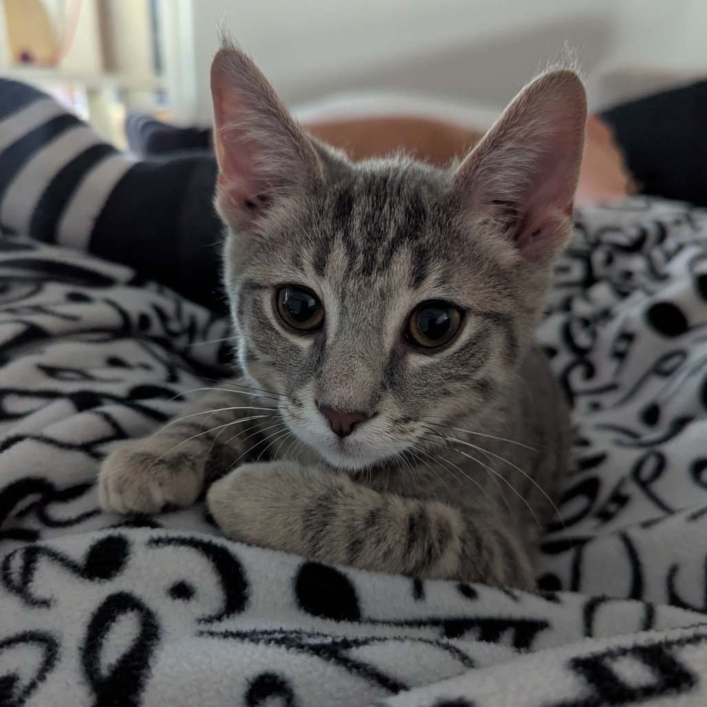 Snickers