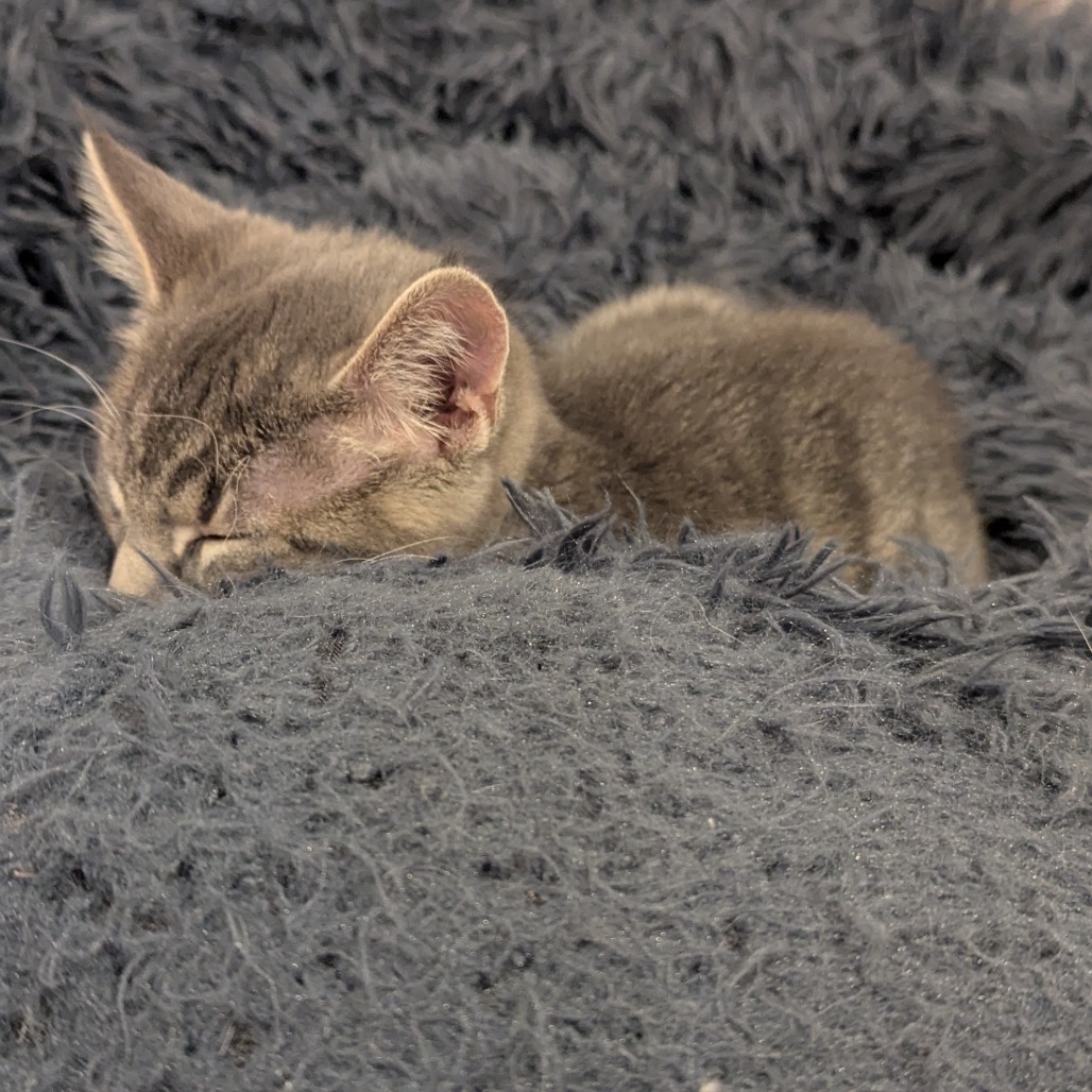 Almond Joy ("AJ")