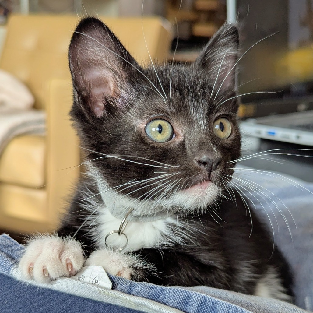 Milo