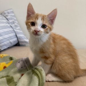Barry, Baby Male Domestic Short Hair