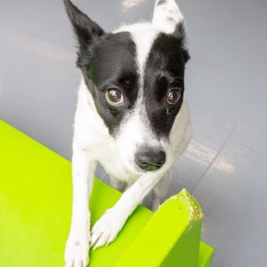 Meet Mitzi Mitzi is a beautiful 2-year-old Jack Russell mix with a heart full of love and a little 