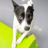 Mitzi photo 1