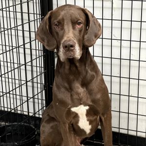 Bronson, Adult Male Great Dane