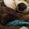 Bronson photo 4