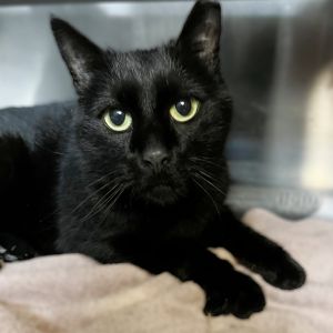 Binx, Adult Male unknown