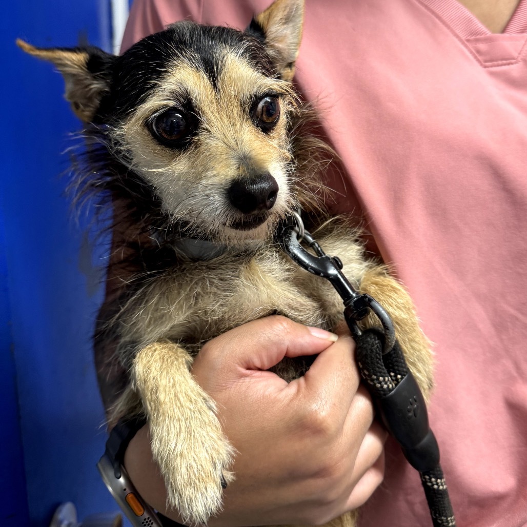 Dutchess, an adoptable Chihuahua in Wahiawa, HI, 96786 | Photo Image 1