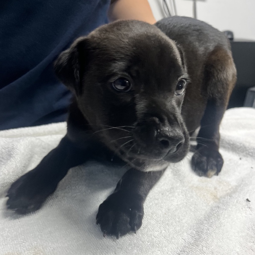 Stark, an adoptable Mixed Breed in Wahiawa, HI, 96786 | Photo Image 1
