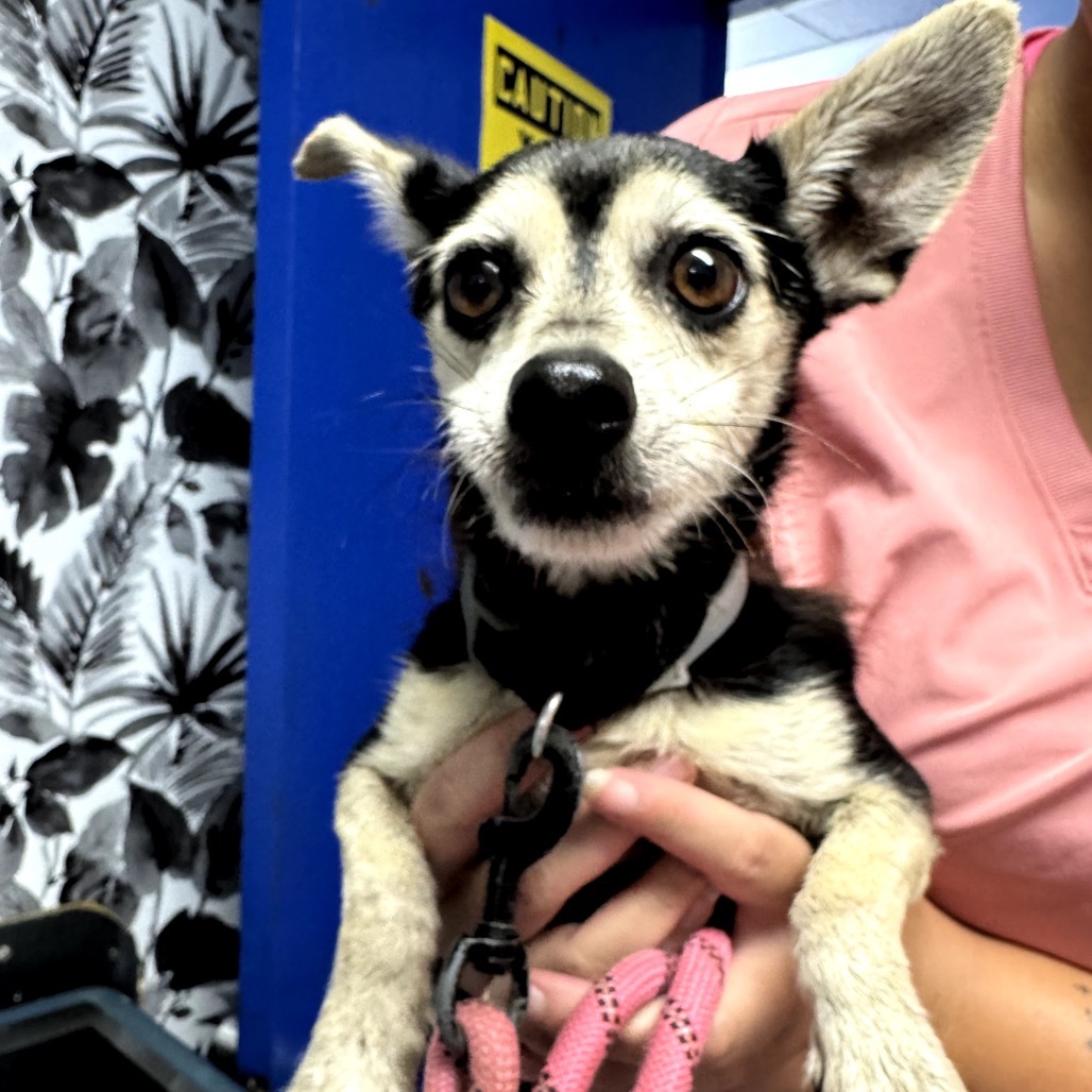 Duke, an adoptable Chihuahua, Mixed Breed in Wahiawa, HI, 96786 | Photo Image 1