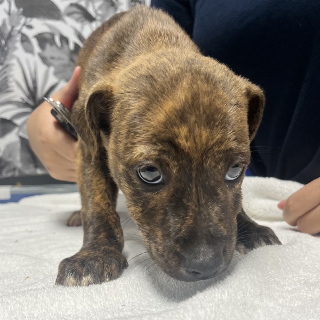 Rodgers, an adoptable Mixed Breed in Wahiawa, HI, 96786 | Photo Image 1